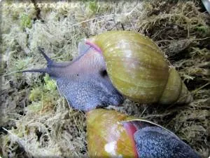 Hogyan törődik Achatina csigák enni, és hol van - az életem (felnőtt méret) Hogyan törődik Achatina csigák enni, és hol van - az életem