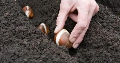 Hogyan törődik tulipán virágzás után, mit csinálsz velük, amikor vágott (utána) Hogyan törődik tulipán virágzás után, hogy velük a következő teendő, ha a termés