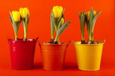 Hogyan törődik tulipán virágzás után, hogy velük csinálni, ha vágás (do) Hogyan törődik tulipán virágzás után, hogy velük a következő teendő, ha a termés