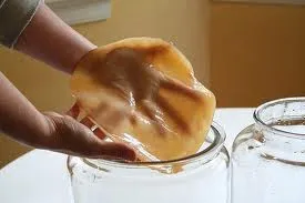 Hogyan növekszik a kombucha, a mester