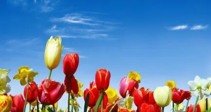 Hogyan növekszik tulipán a tavaszi ültetés tulipánt az országban titkok és trükkök, szórakoztató urozhaynik (izzók) Hogyan növekszik tulipán a tavaszi ültetés tulipánt az országban titkok és trükkök, szórakoztató urozhaynik