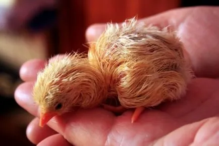 Amint a kikelt csibék videó és részletes leírást a folyamat jellemzői (jellemzők) Ahogy videó kikelt csibék és a részletes leírását a folyamat, különösen a