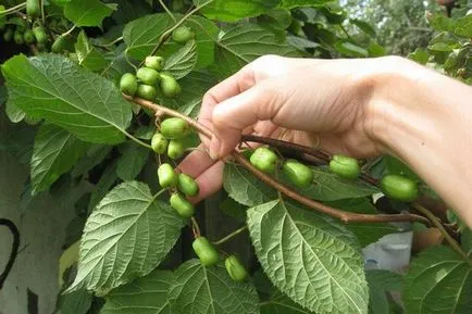 Hogyan Grow kiwi az otthoni, tippeket oszthatnak