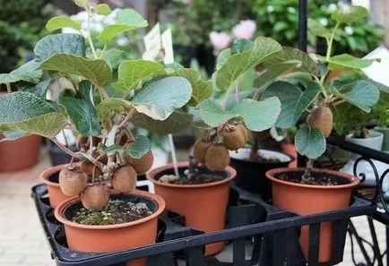 Hogyan Grow kiwi az otthoni, tippeket oszthatnak