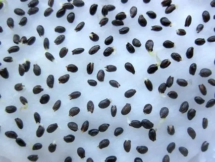 Hogyan Grow kiwi az otthoni, tippeket oszthatnak