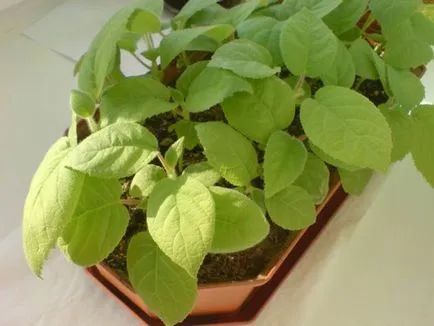 Hogyan Grow kiwi az otthoni, tippeket oszthatnak