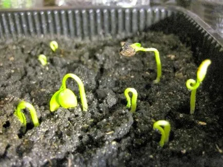 Hogyan Grow kiwi az otthoni, tippeket oszthatnak