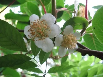 Hogyan Grow kiwi az otthoni, tippeket oszthatnak