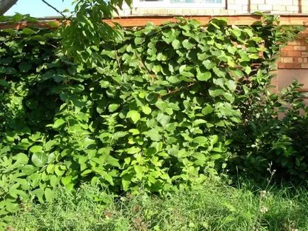 Hogyan Grow kiwi az otthoni, tippeket oszthatnak