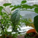 Calathea virág ápolási otthon átadása és reprodukciós