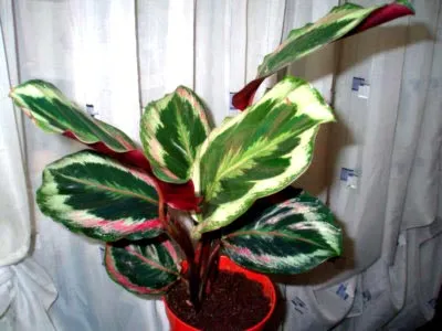 Calathea virág ápolási otthon átadása és reprodukciós