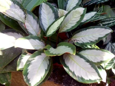 Calathea virág ápolási otthon átadása és reprodukciós