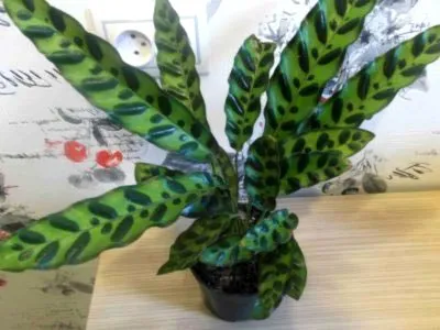 Calathea virág ápolási otthon átadása és reprodukciós