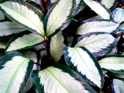 Calathea virág ápolási otthon átadása és reprodukciós