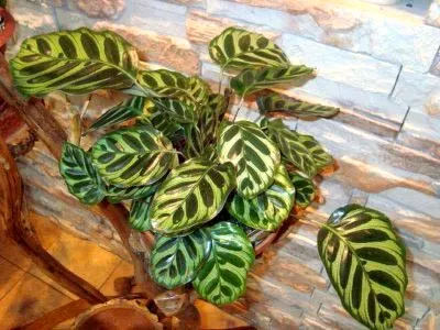 Calathea virág ápolási otthon átadása és reprodukciós