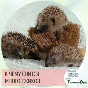 Mi az álom sündisznó nő