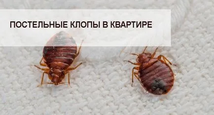 Hibákat a házban, ahol vannak, és hogyan lehet megszabadulni a saját (hol) Hibákat a házban, ahol vannak, és hogyan lehet megszabadulni a saját