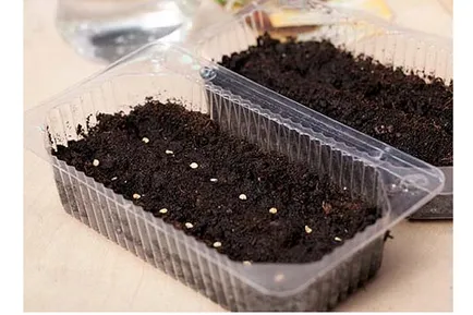 Kínai módszer a növekvő paradicsom
