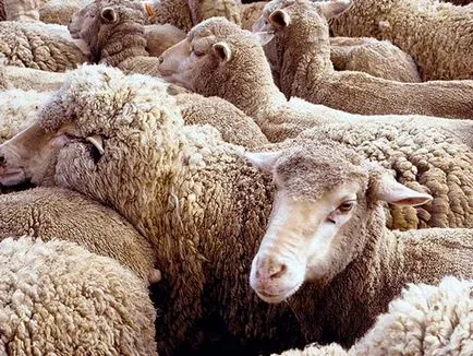 Kaukázusi juhfajtához - agroxxi (termelékenység kaukázusi juhfajta) Kaukázusi juhfajtához - agroxxi