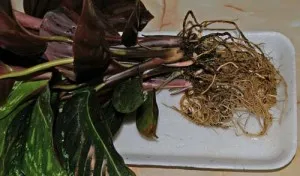 Virág terem Calathea - gondozás, szaporítás és az átültetést otthon, fajta, típusú és (ellátás) Virág terem Calathea - gondozás, szaporítás és az átültetést otthon, fajta, típusú és
