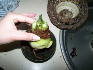Beltéri virág gippeastrum, szaporodás és otthoni gondozást, miért nem virágzik Hippeastrum (izzó) Beltéri virág gippeastrum, szaporodás és otthoni gondozást, miért nem virágzik Hippeastrum