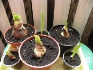 Beltéri virág gippeastrum, szaporodás és otthoni gondozást, miért nem virágzik Hippeastrum (reprodukció) Beltéri virág gippeastrum, szaporodás és otthoni gondozást, miért nem virágzik Hippeastrum