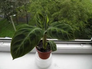Virág terem Calathea - gondozás, szaporítás és az átültetést otthon, fajta, típusú és (reprodukció) Virág terem Calathea - gondozás, szaporítás és az átültetést otthon, fajta, típusú és