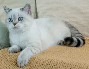 Mikor vehetem egy kiscicát egy macska (lehetséges) Mikor vehetem fel a kiscicát macska