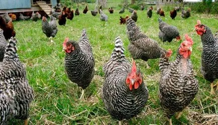 Etetés tojótyúkok az otthoni, mint a betáplálási takarmány, takarmány összetételét, a takarmány (újra) Etetés tojótyúkok otthon amit a takarmány, hogyan kell etetni, takarmány összetétele, a takarmányozási
