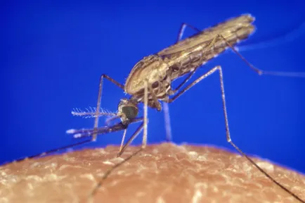 A szúnyogok Thaiföldön bármely betegség átment őr (szúnyog) A szúnyogok Thaiföldön amelyek hordozhatják a betegségeket, hogyan védheti meg magát