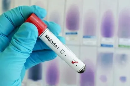 A szúnyogok Thaiföldön bármely betegség átment őr (malária, dengue-láz) A szúnyogok Thaiföldön amelyek hordozhatják a betegségeket, hogyan védheti meg magát
