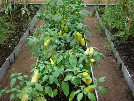 Ha ültetés paprika melegházban palánták minden fajtájának - ültetés és betakarítás, video utasítás (növény) Ha ültetés paprika melegházban palánták minden fajtájának - ültetés és betakarítás, video oktatás