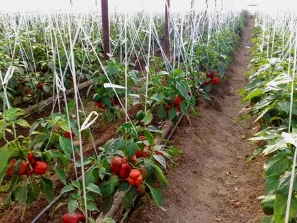 Ha ültetés paprika melegházban palánták minden fajtájának - ültetés és betakarítás, video utasítás (ültetés) Ha ültetés paprika melegházban palánták minden fajtájának - ültetés és betakarítás, video oktatás