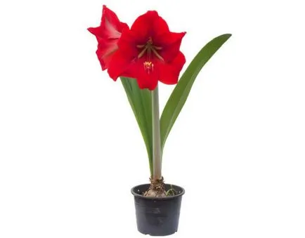 Beltéri virág gippeastrum, szaporodás és otthoni gondozást, miért nem gippeastrum virágzás (a növény) Beltéri virág gippeastrum, szaporodás és otthoni gondozást, miért nem virágzik Hippeastrum