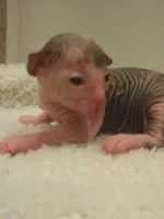 Cat Safari 1