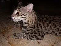 safari macska