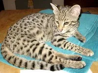 safari macska