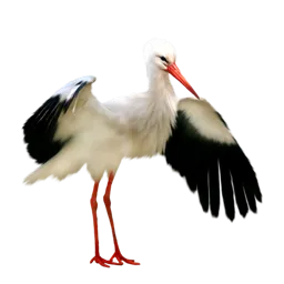 Gyönyörű képek és betűk