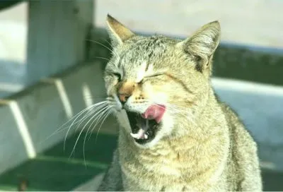 Feline férgek az emberre