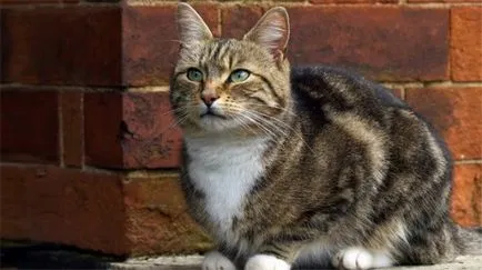 Cat parancs az interneten, a tervezet cikk „laykni” (reklám) Cat parancs az interneten, a cikk „laykni” projekt