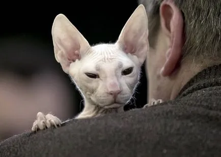 Cat Szfinx történet, különösen a gondozás (cat) Cat Szfinx történet, különösen érdekel