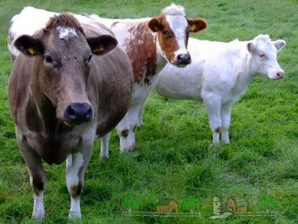 Gyönyörű becenevek tehenek Burenko hívni névjegyzékének ábécésorrendben (például név) Gyönyörű tehenek becenevek, hogy hívja a tehenek, és a nevek ábécésorrendben