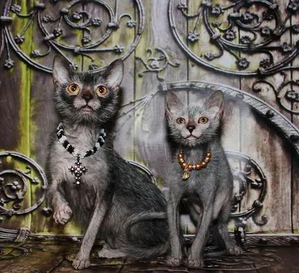 Cat-váltókar - egy új fajta leírás, fényképek (rock) Cat-váltókar - egy új fajta leírás, fotók