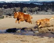 Ugató kutya mp3 hallgatni a ugató morgás üvöltő kiskutya letöltés online ingyen hangját ugat morog nyafog (kutya) kutya ugat mp3 hallgatni a ugató morgás üvöltő kiskutya letöltés online ingyen hangját ugat morog üvöltés