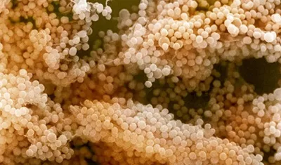 Staphylococcus-fertőzések kezelésére