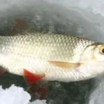 Ragályos sivár, hol és mit kell halászni küsz (sivár) Ragályos sivár, hol és mit kell halászni sivár