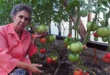 A legtöbb törpe fajták a paradicsom nyitott területen a legjobb betakarítás paradicsom, kiválasztása korai és (a legjobb alacsony növésű fajták tomato szabadföldi) A legtöbb törpe fajták a paradicsom nyílt területen a legjobb termés paradicsom, válogatott korai és