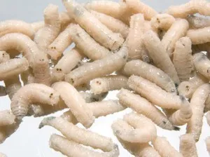 Ragályos sivár kifogása, hogy a harapás, csalik, kezelése csali és küsz (fogás) Ragályos sivár kifogása, hogy a harapás, csali, csalétek, és szembeszáll a sivár