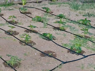 Csepegtető öntözés szalag és video installáció csepegtető öntözés szalag (locsolás) Csepegtető öntözés szalag és video installáció csepegtető öntözés szalag