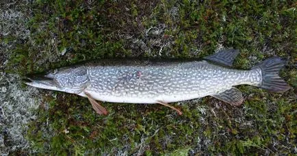 Pike halászat a bypass póráz - beépülő telepítési módszereket (ólom) Pike halászat a bypass póráz - beépülő telepítési módszerek
